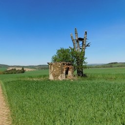 A photo of a small ruined stone building and a bare tree in a green field