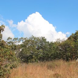 A photo of a big white cloud over trees and dry grass